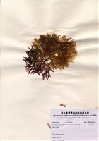 藏品(海木耳)的圖片